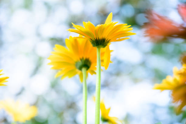 The yellow flowers of Argyranthemum frutecens 'Compacta' in the garden on sunny day