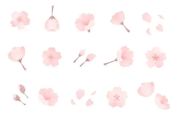 Vector illustration of beautiful　cherry　blossom　illustration　set