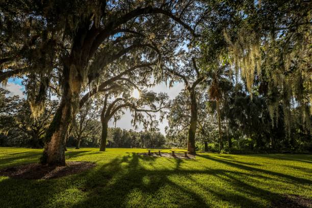 schöne bäume über gesundem grünem gras auf dem land in florida - naturreservat stock-fotos und bilder
