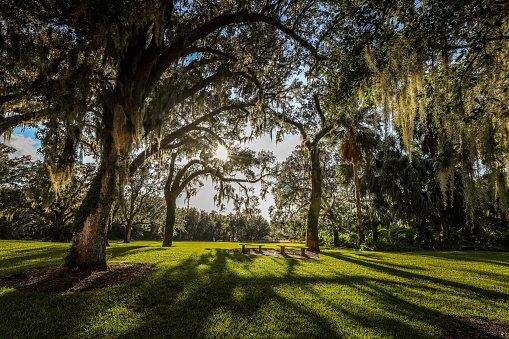 Hermosos árboles sobre césped verde saludable en el campo en Florida photo