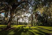 Beautiful trees over healthy green grass in the countryside in Florida