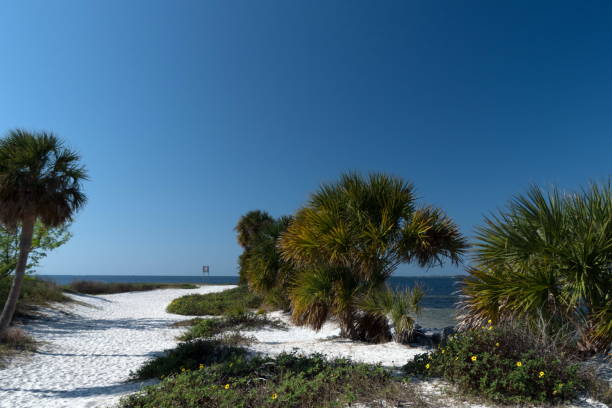 istock Palms along the trail to Bean Point Beach 1452263448