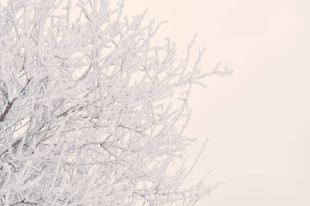 Macro of a Bush covered in hoar frost with white background