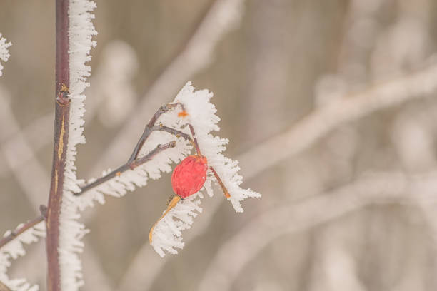 Rose hips covered in fresh snow and frost on a thorny branch in winter