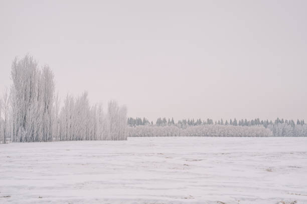 Frosty field and tree on a winter morning in rural Oregon.