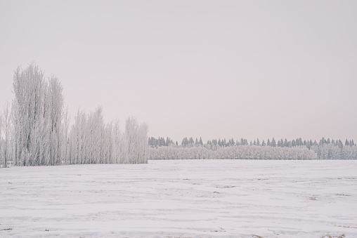 White overcast winter landscape, Praries with trees covered in hoar frost in the background