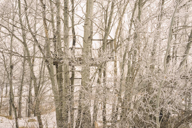 istock Tree House Hidden among Hoar Frost covered trees 1452264013