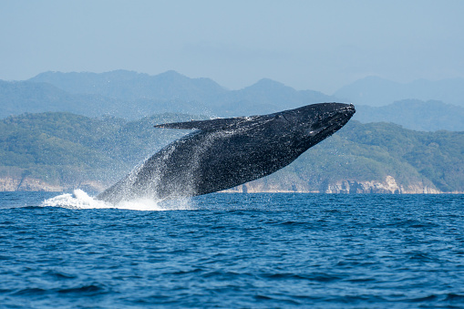 Humpback Whale Jumping From Water or Breaching on a Clear Day in Banderas Bay near Puerto Vallarta Mexico in the Pacific Ocean