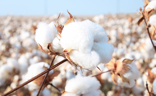 A cotton plant growing in a farmer's field in Frost, Texas