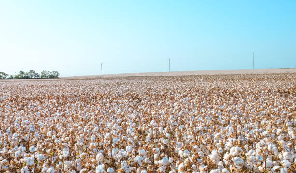 istock Field of Cotton Blue 1452266875