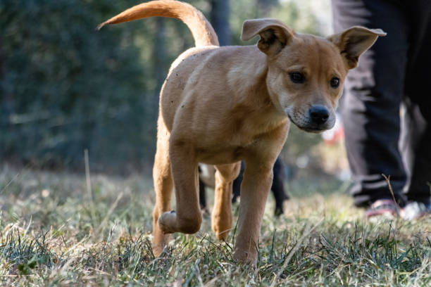 istock Puppy walking in the grass beside human 1452267633