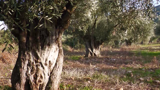 Old olive orchard.
