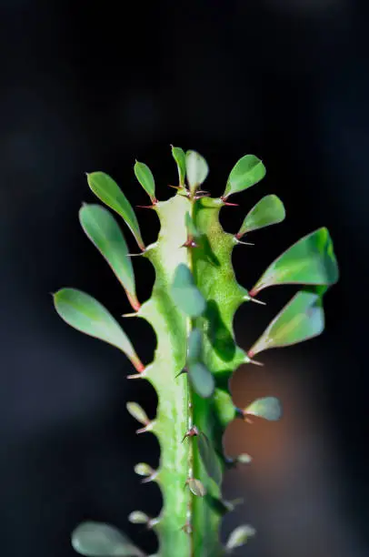 Photo of Euphorbia or Euphorbia mayurnathanii  ,Euphorbia lactea or Euphorbia lacei Craib