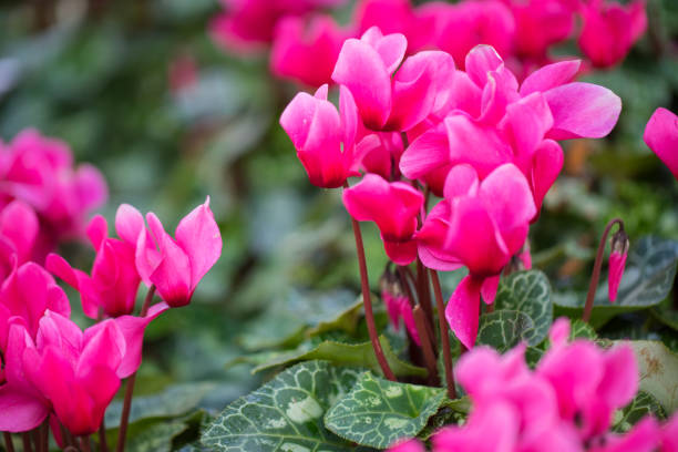 istock Close up macro beautiful pink flower 1452282459