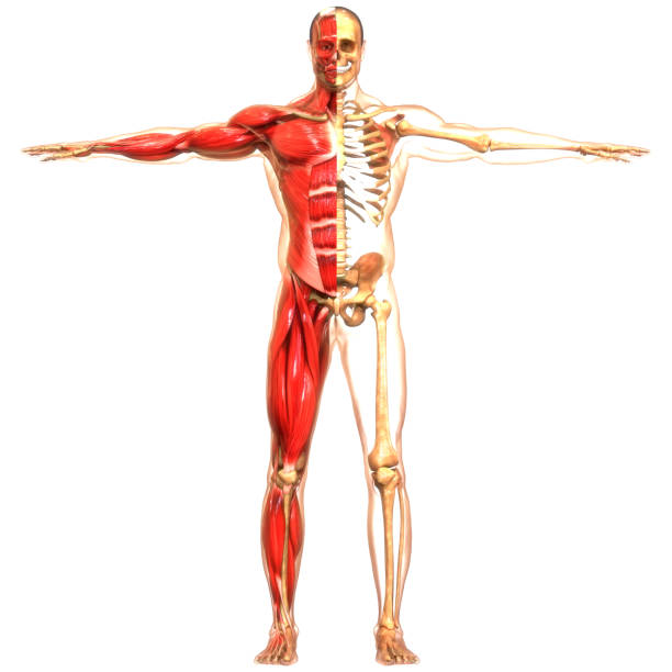 istock Human Muscular System Muscles Anatomy 1452283090