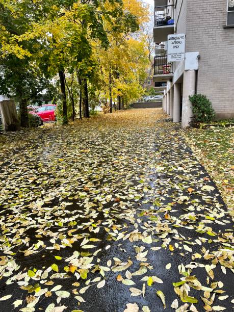 istock Autumn Leaves In A Parking Lot 1452283339