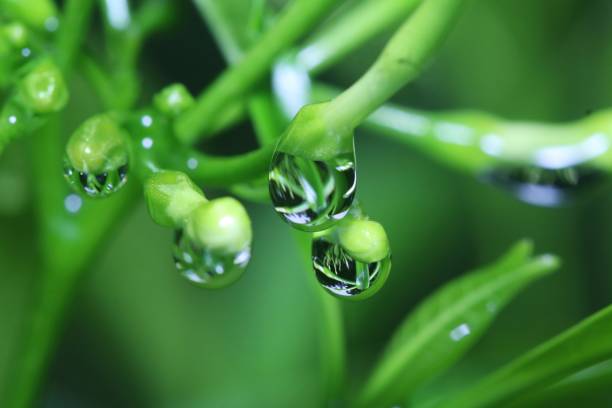 macro view of dew or rain water droplets hanging on leaves. reflections on water droplet.