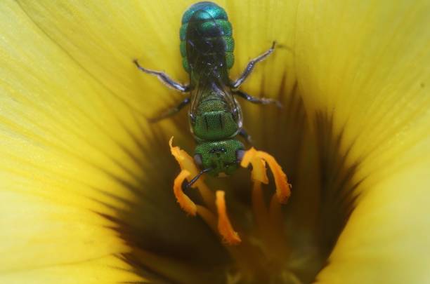 istock A Metallic Green Sweat Bee on a yellow flower petal .selective focus.macro view 1452286185