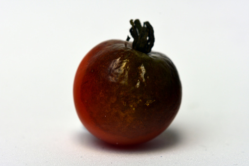 In tomatoes, Anthracnose primarily infects fruit on the vine that are ripe or overripe.