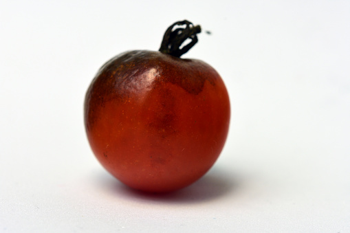 In tomatoes, Anthracnose primarily infects fruit on the vine that are ripe or overripe.