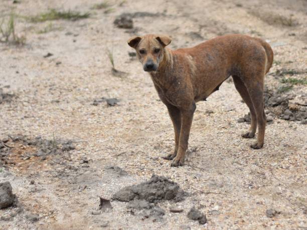 istock Dog with premature skin 1452290498