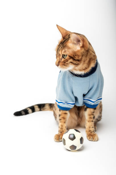 istock Bengal cat - soccer player with ball isolated on white background. 1452291963