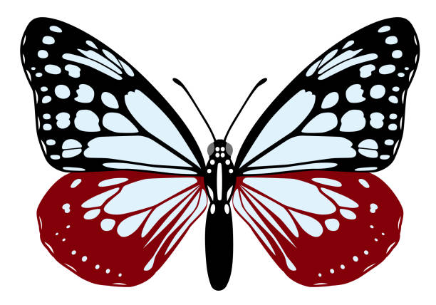istock The chestnut tiger butterfly isolated on the white background 1452291973