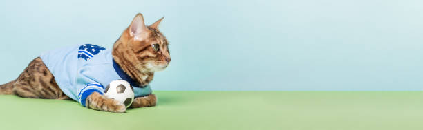 istock A red cat lies with a ball on a blue-green background. 1452291990