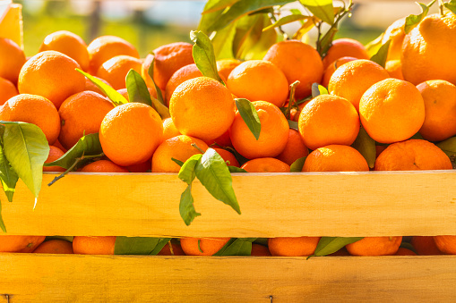 Fresh citrus harvest. Box with clementines. Croatian lemons, oranges, tangerines. Vitamin fruits.