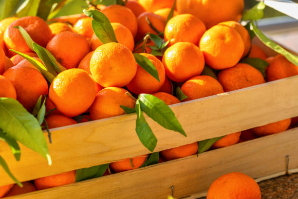 新鮮な柑橘類の収穫。クレメンタインの入った箱。クロアチアのレモン、オレンジ、みかん。ビタミンフルーツ。 - tangerine juice ストックフォトと画像