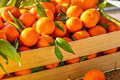 Fresh citrus harvest. Box with clementines. Croatian lemons, oranges, tangerines. Vitamin fruits.