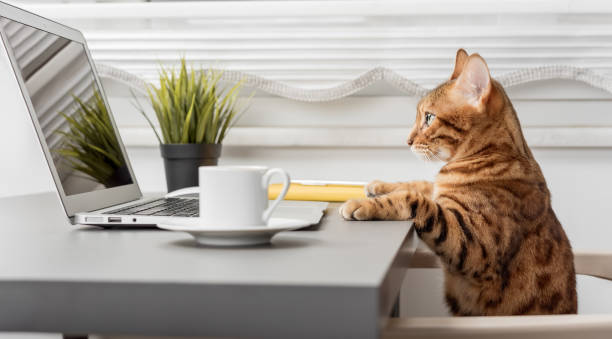 istock Bengal cat at the table while working on a laptop, a table with a cup of coffee and a notepad. 1452292695