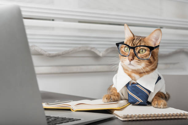 istock Charming cat in glasses working with a laptop. 1452292954