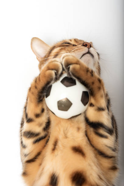 istock Red Bengal cat holding a soccer ball in its paws 1452293067