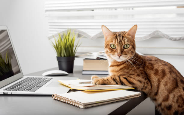 istock Red cat works at a computer from home. Home office during self-isolation and quarantine. 1452293122