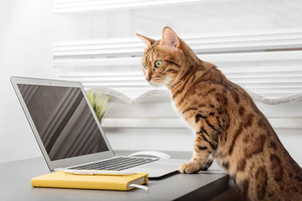 istock The cat is sitting on the desktop next to a laptop and a notepad, a white home office 1452293801