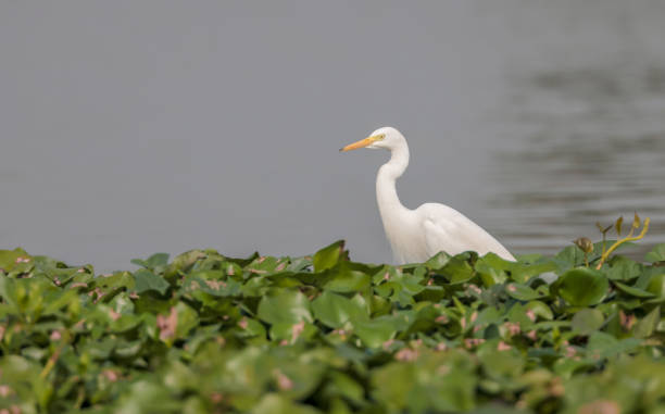 istock intermediate egret, median egret, smaller egret, or yellow-billed egret 1452294662