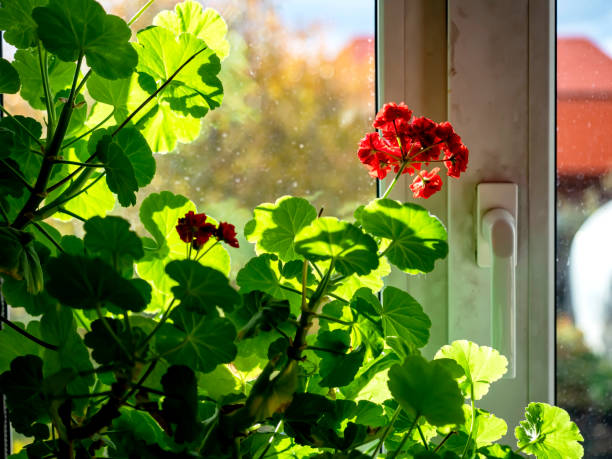 double red geranium flowers on a blurry background double red geranium flowers on a blurred background, macro, flowers on the windowsill double hung window stock pictures, royalty-free photos & images