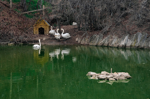 Swans on the lake at early spring in Alushta. Crimea