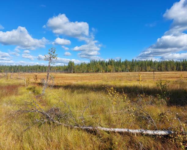 istock View over bog in Swedish Lapland in autumn 1452299303