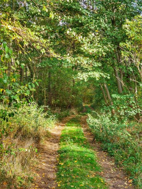 istock Road leading into a lush forest in Germany 1452299928