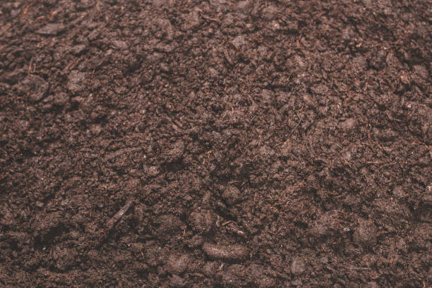 istock Black land for plant background. 1452300468