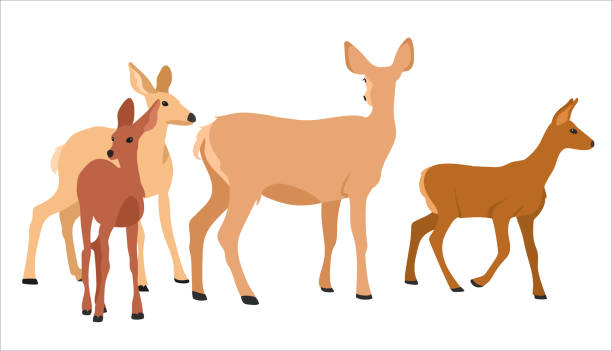 로밍 사슴 가족 트라이 컬러 - stag deer doe cartoon stock illustrations