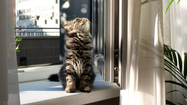 gray little kitten sitting on the windowsill, looks out the window, illuminated by the bright rays of the dawn sun from the window near a green houseplant. stock photo