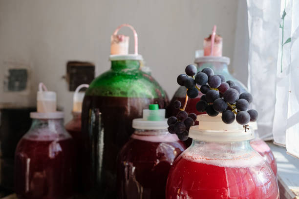 istock Black grapes. Glass jars. Plastic lids with air locks for wine fermentation. Homemade wine. 1452305847