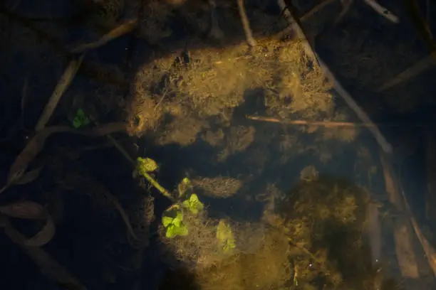 Green river algae in the autumn season. Sunlight illuminates plants underwater. Organic water pollution. Copy space.