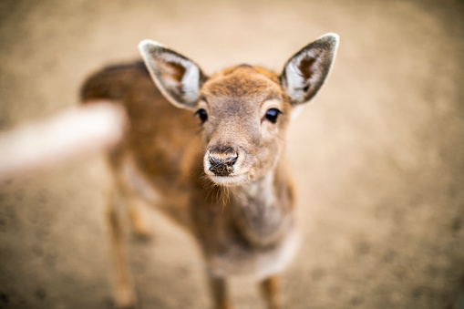 Cute Pere David's Deer