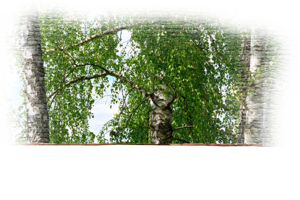 istock Three vibrant birch trees with lush green fresh foliage in white frame 1452307452
