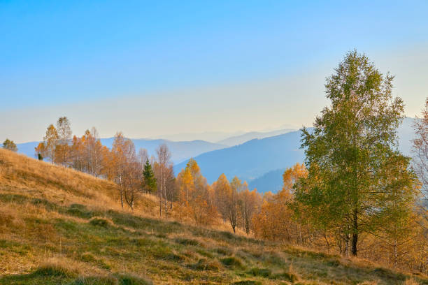 istock Autumn trees with falling leaves on a rural pasture, withering yellow grass 1452308045