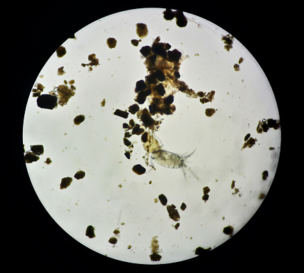 Microscopic view of phytoplankton